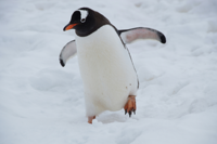 Pinguin